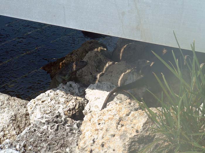 miami_odd_photos (4)