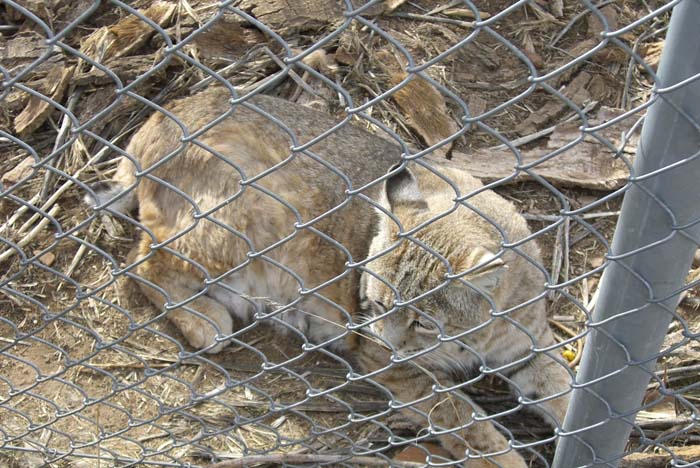 phoenix_alies_sanctuary (29)