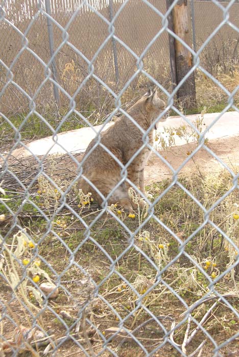 phoenix_alies_sanctuary (30)