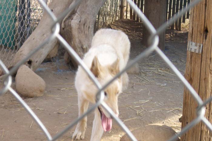 phoenix_alies_sanctuary (35)