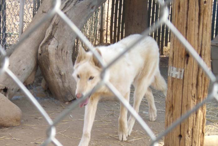 phoenix_alies_sanctuary (36)