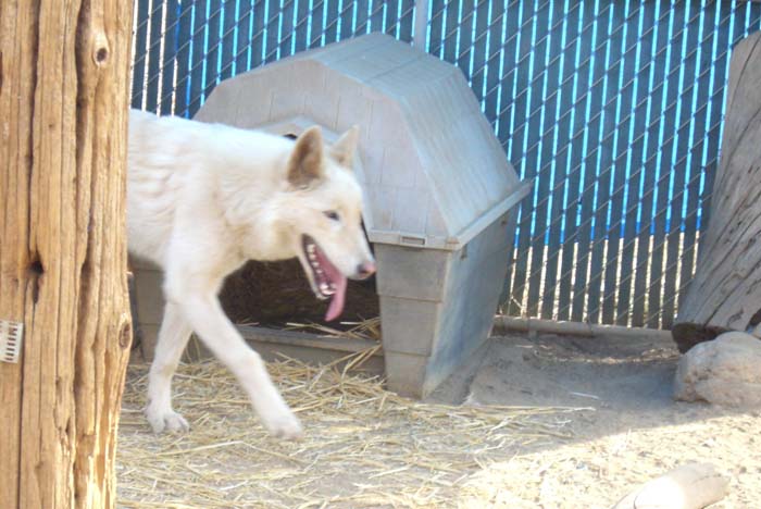 phoenix_alies_sanctuary (38)