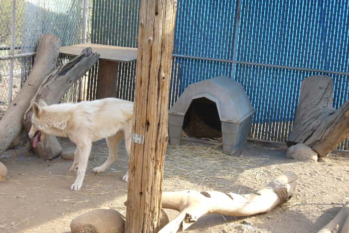 phoenix_alies_sanctuary (39)