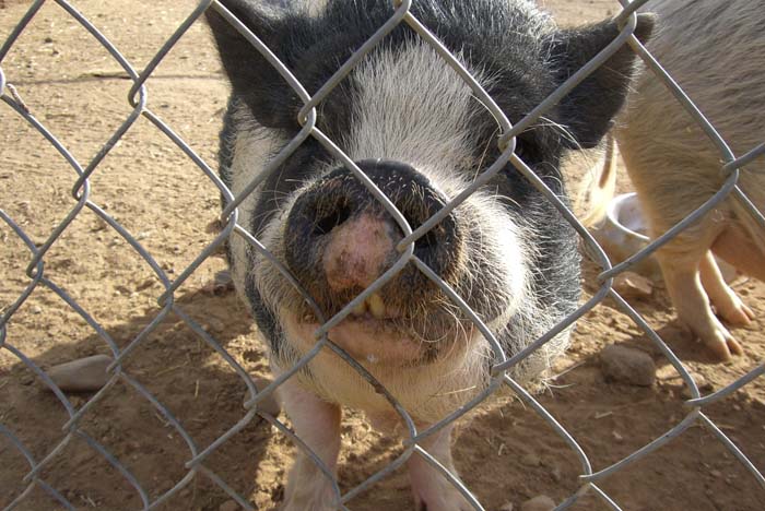 phoenix_alies_sanctuary (55)