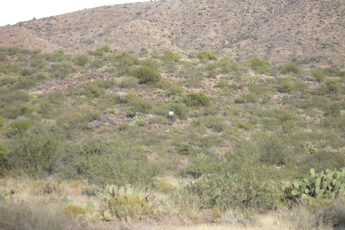 phoenix_alies_sanctuary (63)