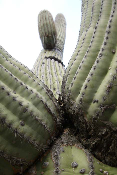 phoenix_alies_sanctuary (74)