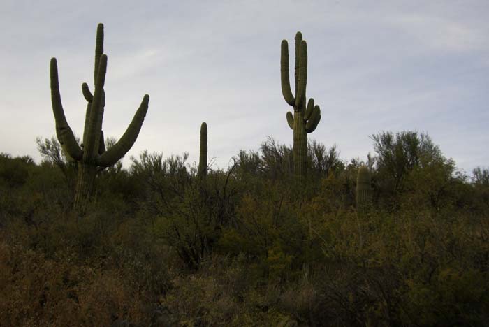 phoenix_alies_sanctuary (75)