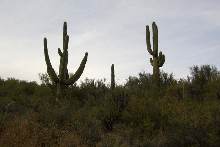 phoenix_alies_sanctuary (76)