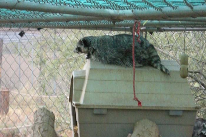 phoenix_alies_sanctuary (87)