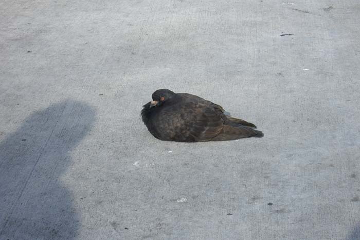 los_angeles_scenic (7)